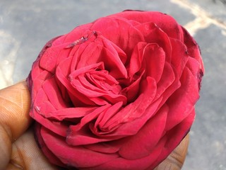 red rose on a white background