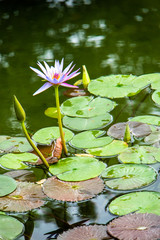 輪郭のくっきりとした蓮の葉と花