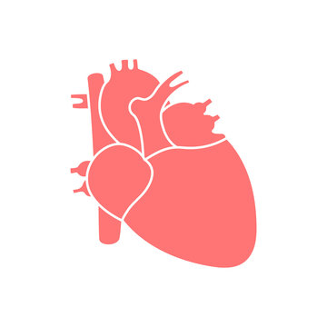 Human heart anotomy flat icon isolated on white background.Design for logo.Concept for medical health care.Vector.Illustration.