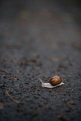 A small lonely snail on an autumn rainy day heads for a visit. Snail traveler.