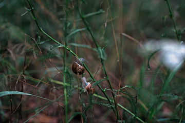 once Two little snails met on green grass on an autumn rainy day. Snail traveler.
