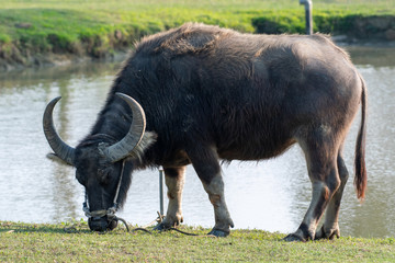 Cattle Sanatorium was established in Tainan, Taiwan