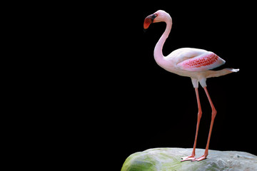flamingo bird with black background