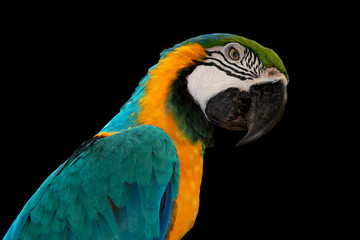 macaw bird with black background