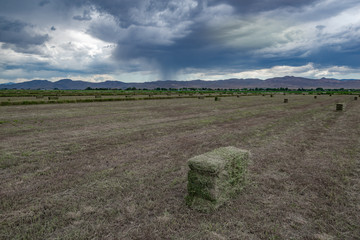 Fototapeta na wymiar USA, Nevada, Lyon County, Yerington. Fresh Cut Alfalfa Bales on Farm in this rural agricultural areas