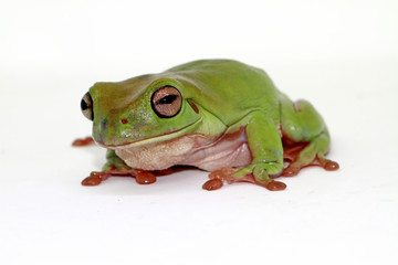 dumpy tree frog, papua green tree frog with white background