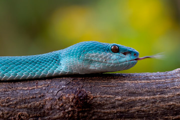 blue insularis pit viper, trimeresurus insularis