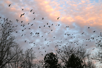 Photo of flying black silhouettes of birds