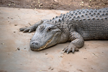 this is a close up of an American alligator