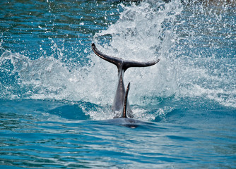 the bottle nose dolphin is splashing his tail