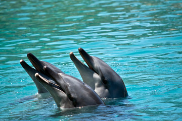 thr three bottle nosed dolphins have their heads out of water © susan flashman