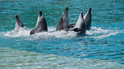 Naklejka premium the five bottle nosed dolphins have their head out of water