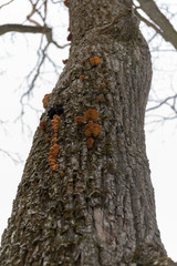 small mushrooms on a tree trunk