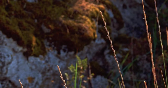 Rocks overgrown with wild plants that sway in the wind illuminated from behind by the splintered sun