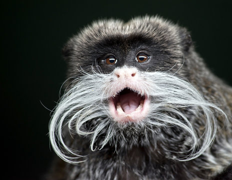 this is a close up of a emperor tamarin