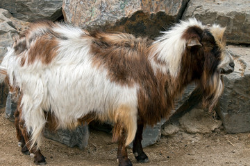 this is a side view of a goat