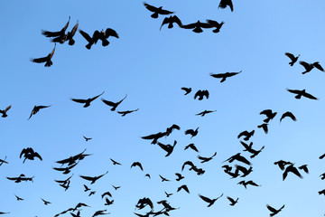 Photo of flying black silhouettes of birds