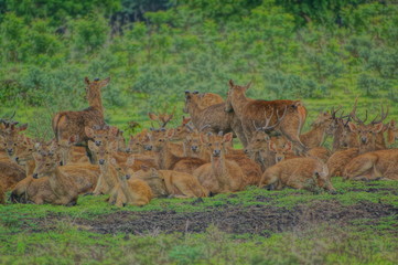 The Javan rusa or Sunda sambar (Rusa timorensis) is a deer species that is endemic to the islands of Java, Bali and Timor (including Timor Leste) in Indonesia. The Javan rusa mates around July. © PUGUH