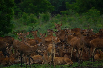 deer in the forest