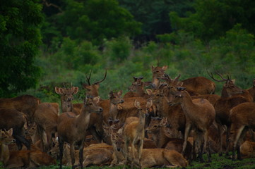 Naklejka na ściany i meble The Javan rusa or Sunda sambar (Rusa timorensis) is a deer species that is endemic to the islands of Java, Bali and Timor (including Timor Leste) in Indonesia. The Javan rusa mates around July.