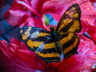 butterfly on flower