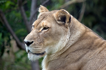 this is a close up of a lioness
