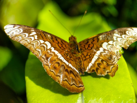 butterfly on leaf