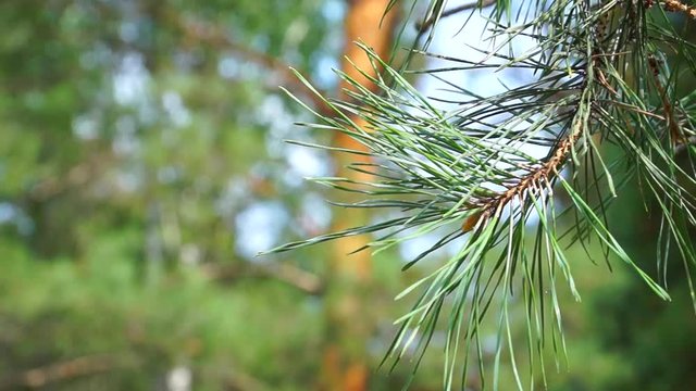 pine forest, tall trees, summer