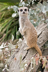 Fototapeta premium the meerkat is standing guard
