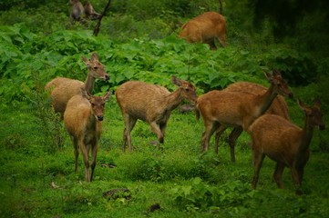 The Javan rusa or Sunda sambar (Rusa timorensis) is a deer species that is endemic to the islands of Java, Bali and Timor (including Timor Leste) in Indonesia. The Javan rusa mates around July. © PUGUH
