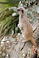 Fototapeta premium this is a side view of a meerkat