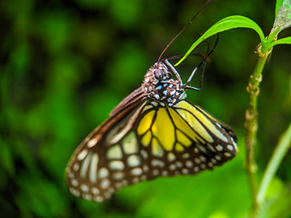 butterfly on a flower