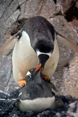 Obraz premium the gentoo penguins are mating