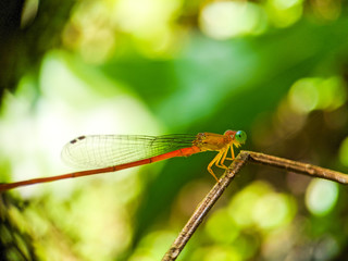 dragonfly on leaf