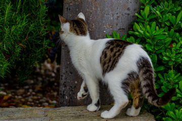 CHATS