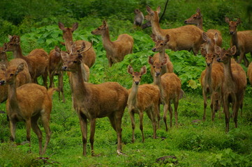 Naklejka na ściany i meble The Javan rusa or Sunda sambar (Rusa timorensis) is a deer species that is endemic to the islands of Java, Bali and Timor (including Timor Leste) in Indonesia.