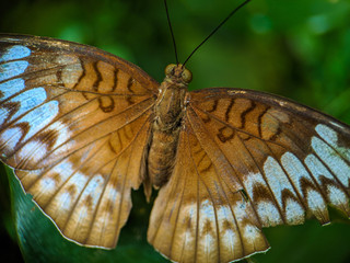 butterfly on leaf