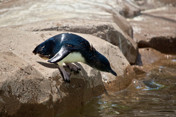 the fairy penguin is about to jump in the water