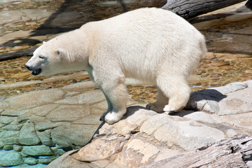 this is a side view of a polar bear