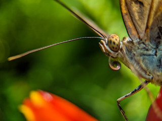 dragonfly on leaf