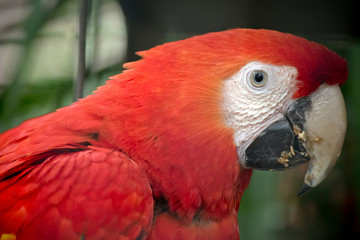 this is a close up of a red-and-green macaw