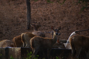 The Javan rusa or Sunda sambar (Rusa timorensis) is a deer species that is endemic to the islands of Java, Bali and Timor (including Timor Leste) in Indonesia. The Javan rusa mates around July. © PUGUH