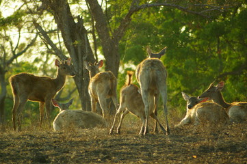 The Javan rusa or Sunda sambar (Rusa timorensis) is a deer species that is endemic to the islands of Java, Bali and Timor (including Timor Leste) in Indonesia. The Javan rusa mates around July. © PUGUH