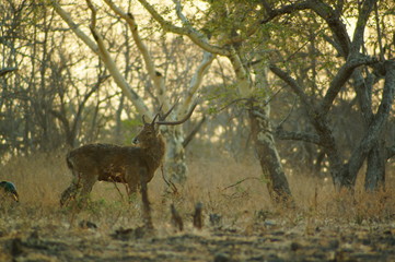 The Javan rusa or Sunda sambar (Rusa timorensis) is a deer species that is endemic to the islands of Java, Bali and Timor (including Timor Leste) in Indonesia. The Javan rusa mates around July.