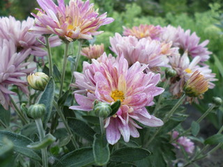 Obraz premium flowers in the garden