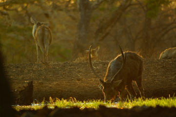 The Javan rusa or Sunda sambar (Rusa timorensis) is a deer species that is endemic to the islands of Java, Bali and Timor (including Timor Leste) in Indonesia. The Javan rusa mates around July. © PUGUH