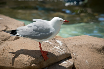this is a side view of a seagull
