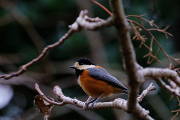 japanese tit on branch