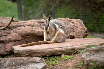 the yellow footed rock wallaby is resting