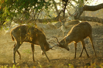 The Javan rusa or Sunda sambar (Rusa timorensis) is a deer species that is endemic to the islands of Java, Bali and Timor (including Timor Leste) in Indonesia. The Javan rusa mates around July. © PUGUH